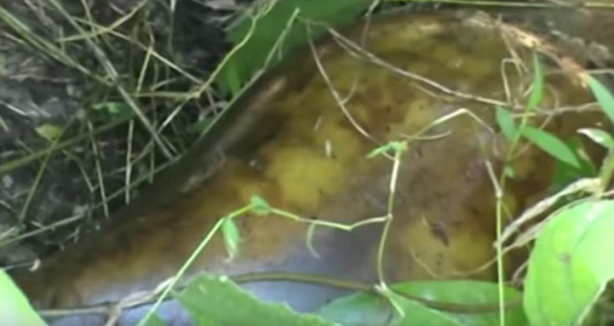 VIDEO / Fetiță de 4 ani, victima unui ritual vrăjitoresc! A fost decapitată, dezmembrată și aruncată într-o groapă pentru a găsi un telefon