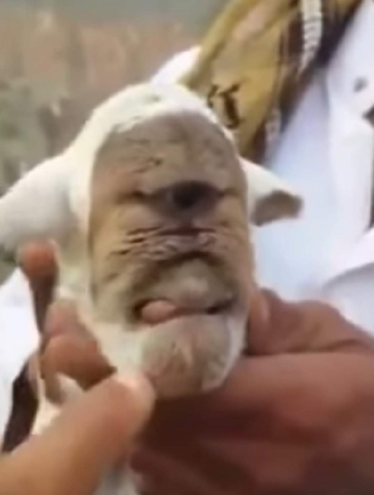 VIDEO / O capră s-a născut mutant! Are un singur ochi și e ”ciclopul” care a îngrozit pe toată lumea