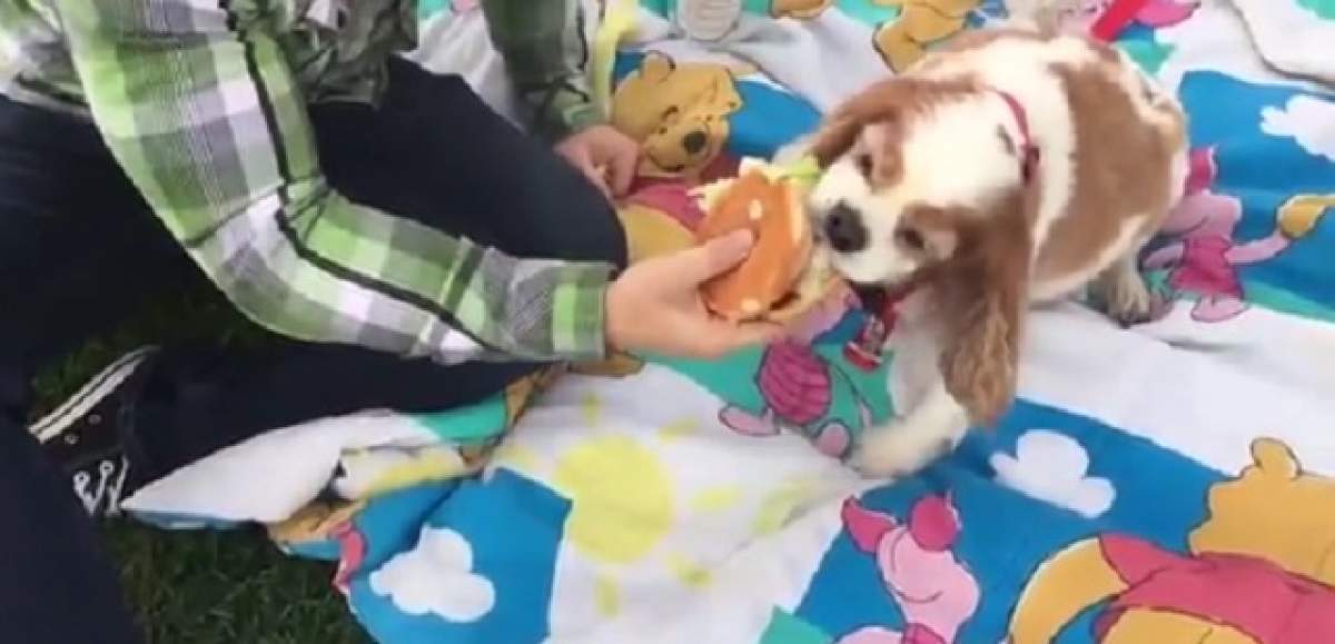 VIDEO / Un bărbat a sărbătorit ultima zi de viaţă a câinelui său! Gestul pe care l-a făcut a devenit viral