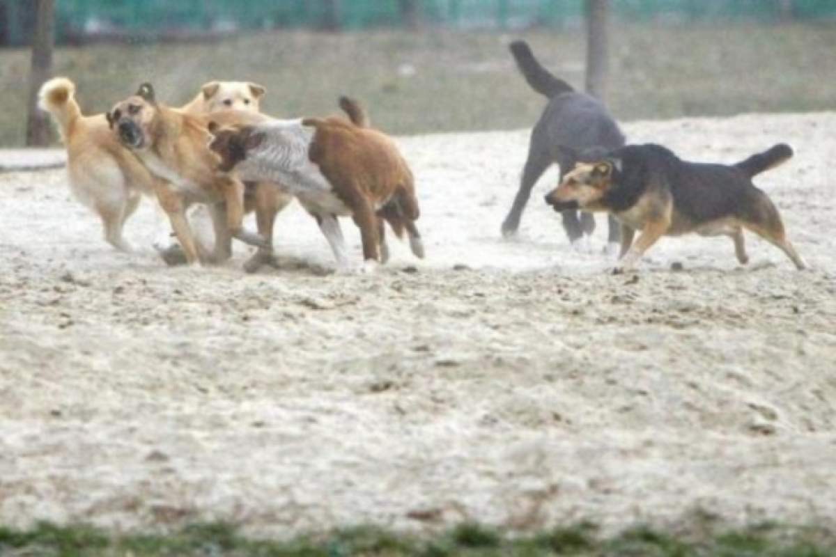 Înfiorător! A vrut să aprindă o lumânare la mormântul copilului, dar a sfârşit devorată de câini!