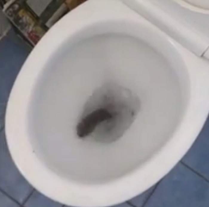 VIDEO / A mers la baie, dar când s-a uitat mai atent în vasul toaletei a avut un şoc. E incredibil ce a putut să găsească