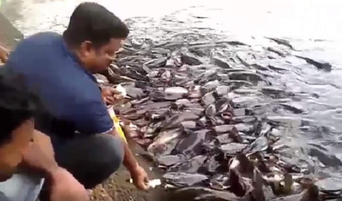 VIDEO / N-ai mai văzut aşa ceva! E îmbulzeală mare! Peştii aştia trag la mâncare mai ceva ca nişte căţei