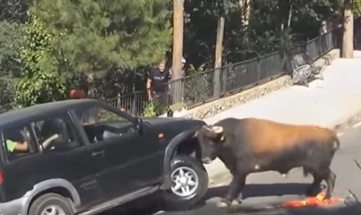 VIDEO / Mergeau cu mașina și au fost luați în coarne de un taur!