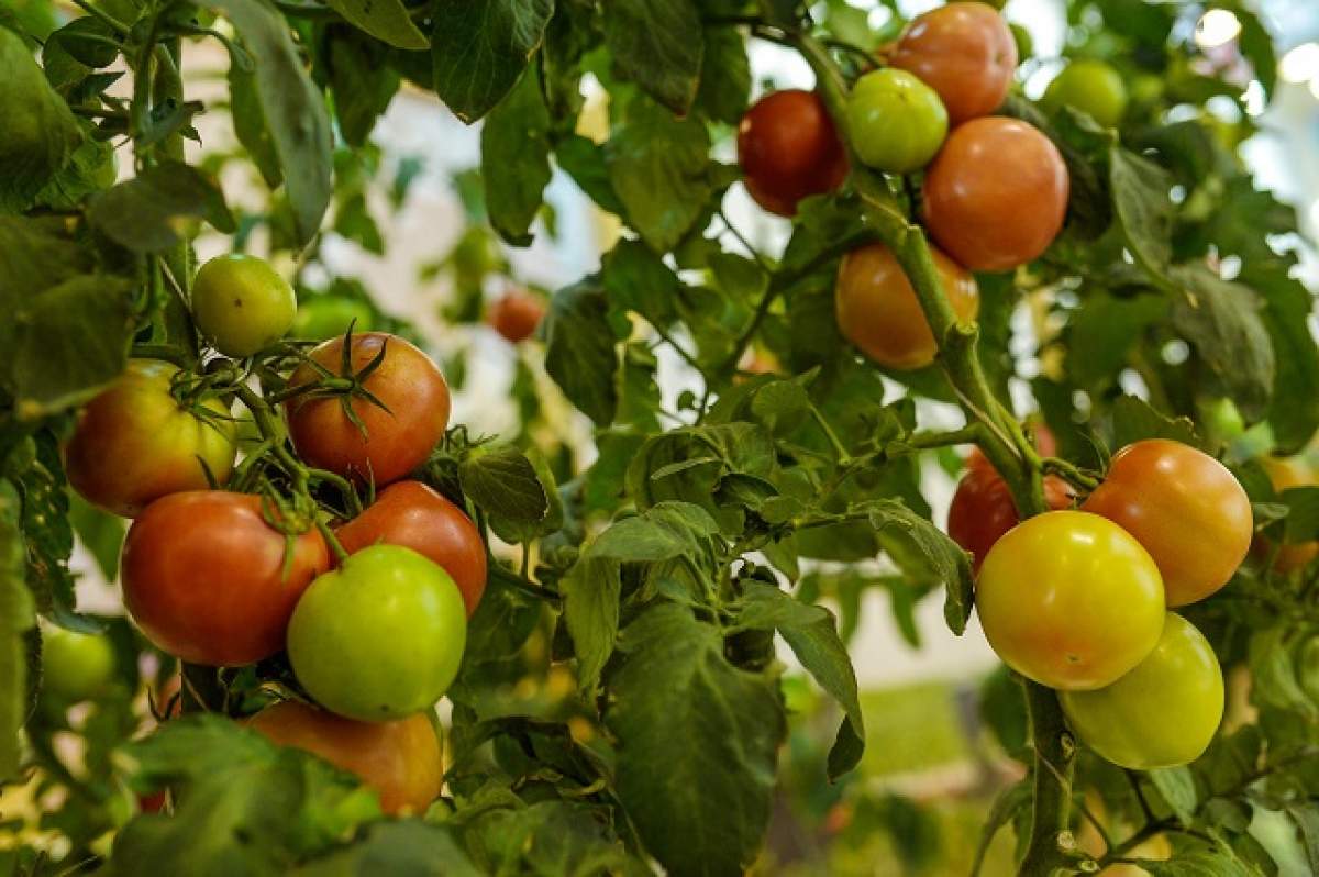 Ai riduri şi nu ştii cum să scapi de ele? Ingredientul minune este chiar la tine in bucătărie!