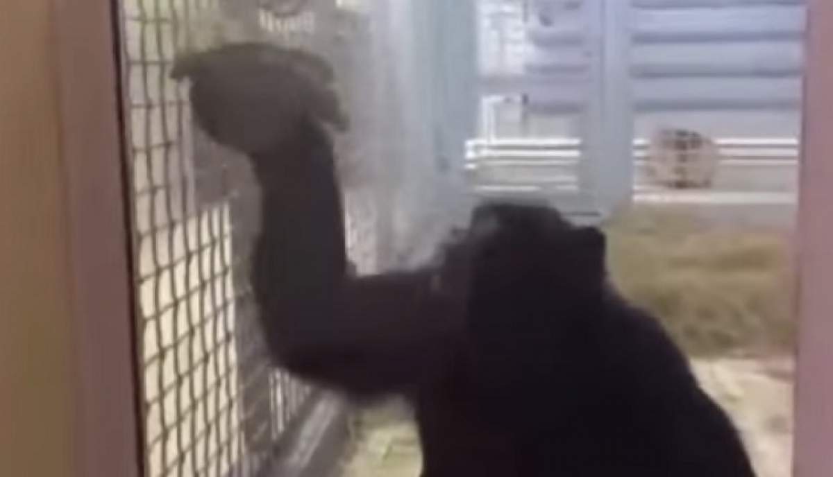 VIDEO / Cimpanzeul-menajeră care face cușca lună! Imaginile pe care să le dai exemplu copilului dezordonat