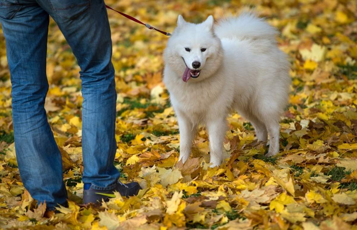 Ai un câine? Uite de ce nu ar trebui să îl laşi să te lingă pe faţă