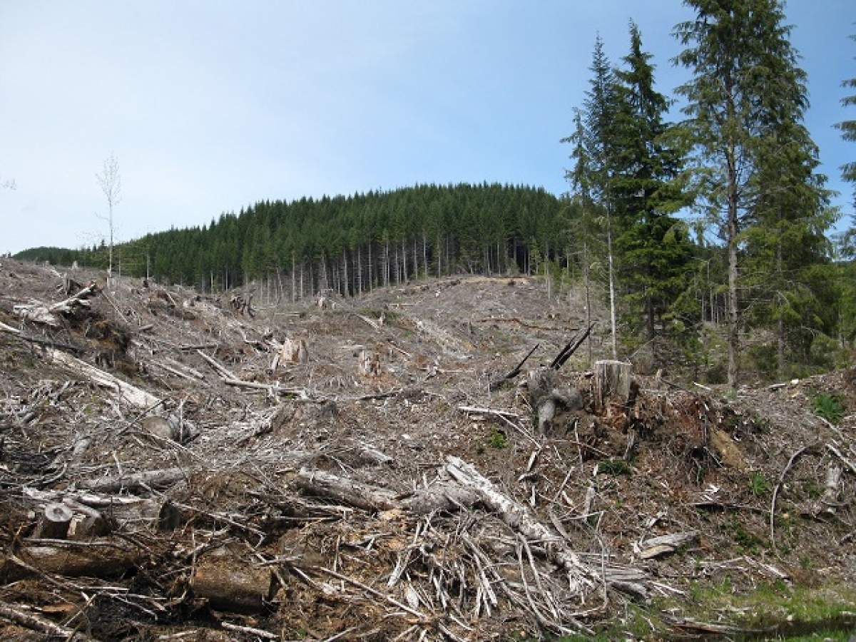 Cum vor fi păzite pădurile defrişate! Primele imagini cu "armele secrete"