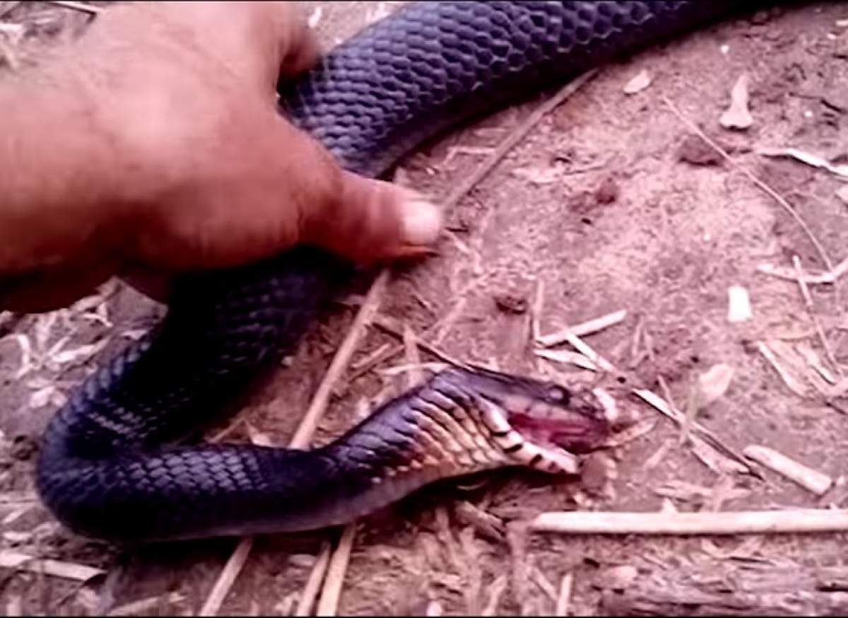 VIDEO / Ce a făcut un şarpe, după ce a adoptat poziţia "mort", în mâinile unui bărbat