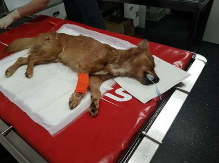 Povestea asta sfâşie mii de inimi! Ce se întâmplă cu stăpânul lui Snoopy,  câinele salvat de