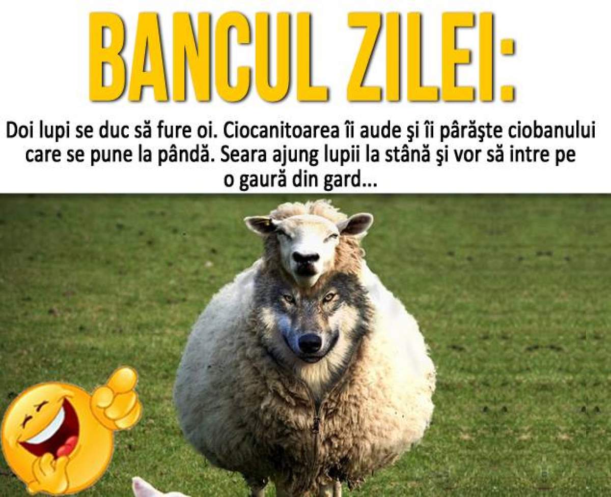 BANCUL ZILEI – Joi: Doi lupi se duc să fure oi. Ciocanitoarea îi aude şi îi pârăşte ciobanului care se pune la pândă