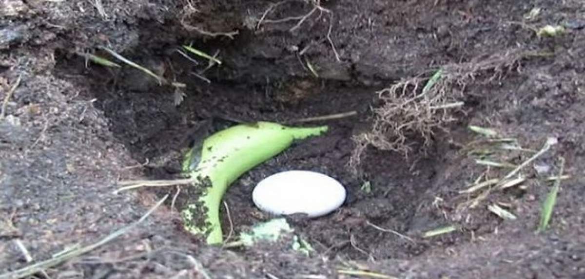 A îngropat un ou cu o banană în pământ! Motivul e uimitor