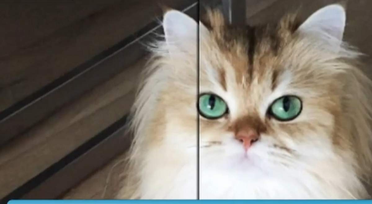VIDEO / Pisica mai populară decât multe vedete de la Hollywood! Te cucereşte din prima secundă cu frumuseţea ei