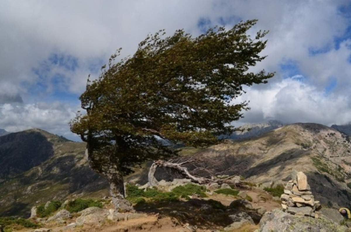 Alertă meteo: COD GALBEN de VÂNT PUTERNIC