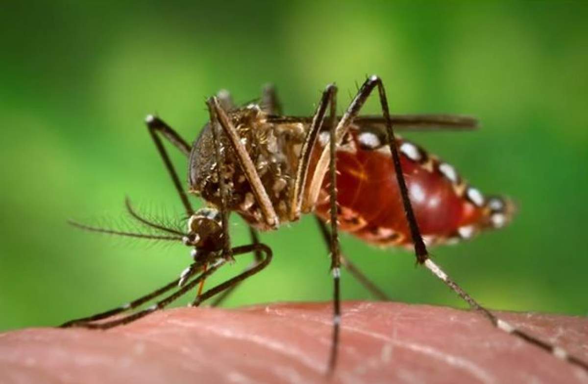 S-a declarat STARE GENERALĂ de URGENŢĂ în cazul virusul Zika! Mii de femei de pe glob sunt în pericol