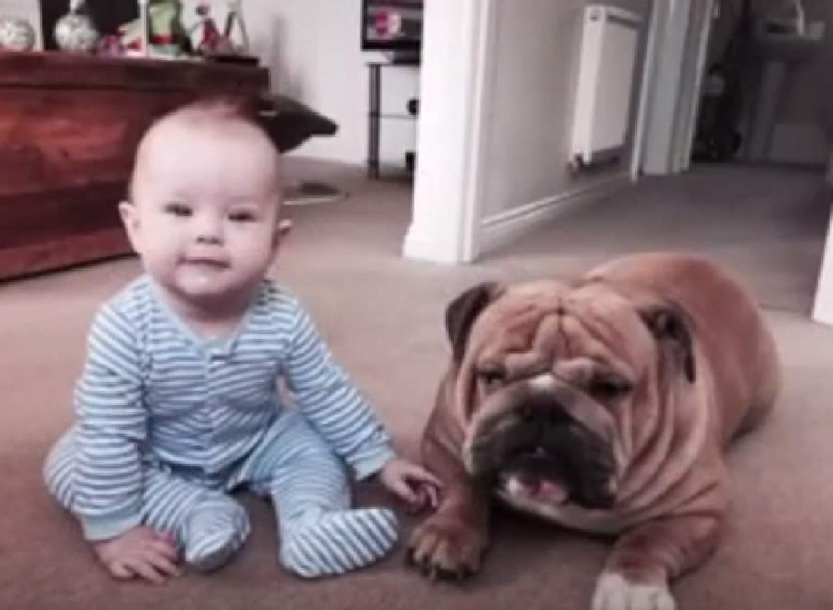 VIDEO / Cât e de drăgălaş! Un băieţel crede că bulldog-ul familiei este fratele lui. Imaginile au devenit virale