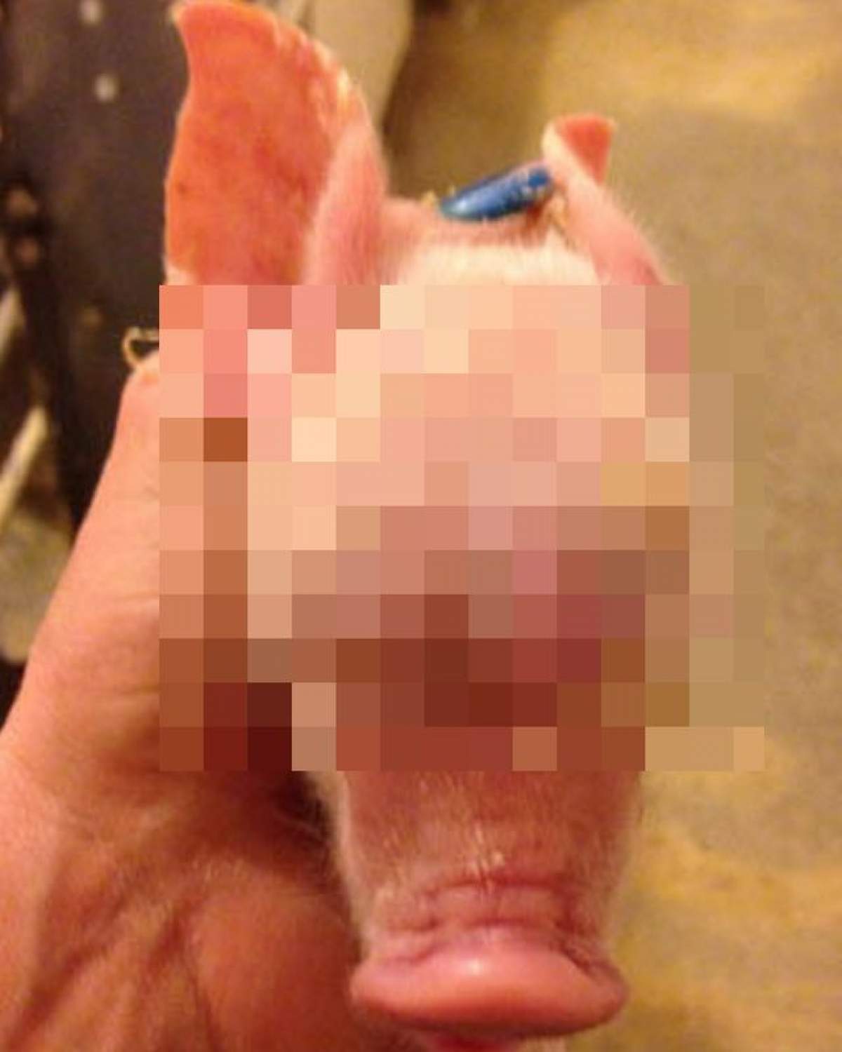 Doamne, mare ţi-e grădina! Un porc s-a născut cu testicule în loc de ochi. Cum arată CIUDĂŢENIA