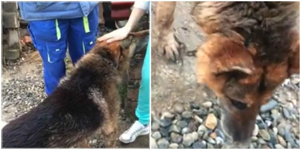 VIDEO / El este câinele care a făcut toţi internauţii să strige după ajutor! "E surd şi vrea să-i dea cu toporul în cap"