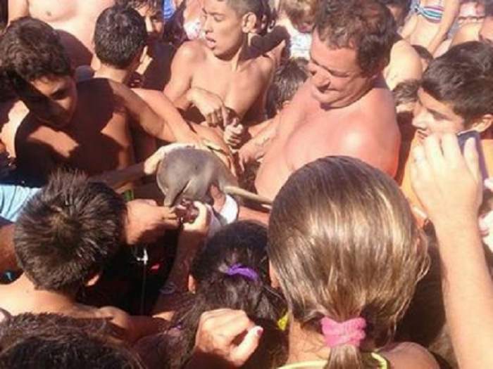 FOTO /  Imaginea care a revoltat o lume întreagă! Ce s-a întâmplat după ce zeci de turişti au scos un delfin din ocean pentru a-şi face selfie-uri