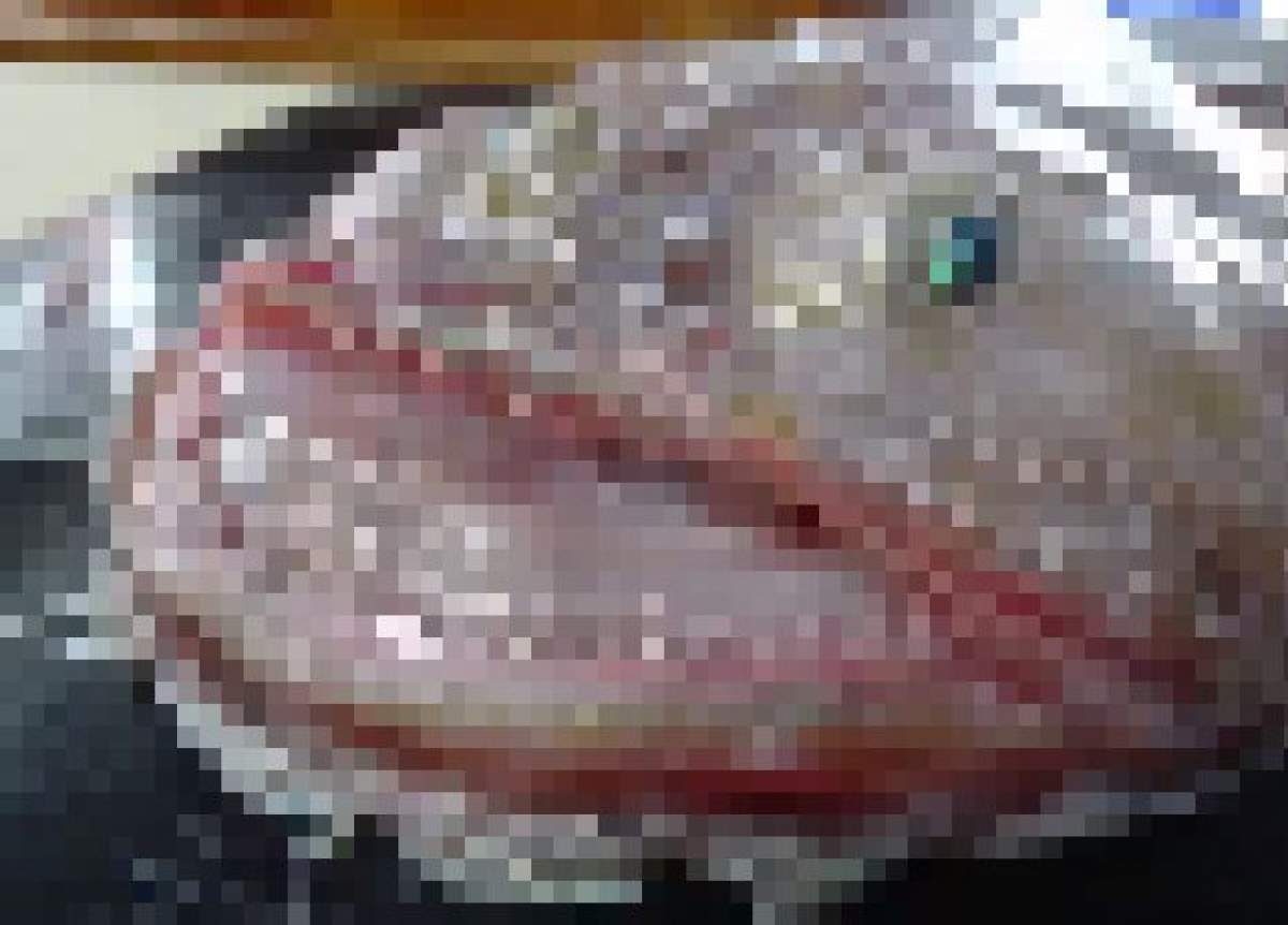 VIDEO / Monstrul din mare! Creatura asta a speriat internetul. Are dinţi, formă de peşte, dar... E greu de descris în cuvinte, trebuie s-o vezi