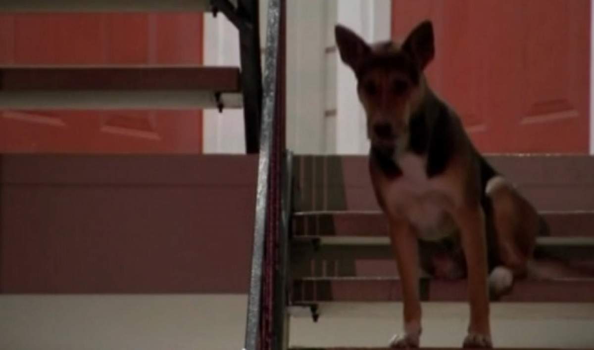VIDEO / Imaginile care te vor face să plângi. Un câine și-a așteptat stăpânul în fața ușii două săptămâni