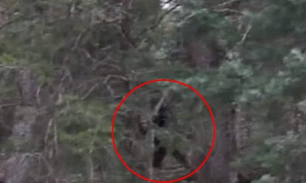 VIDEO / Legendarul Bigfoot, descoperit, în sfârşit!? Creatura stranie a fost surprinsă într-un videoclip, iar imaginile au înnebunit internauţii