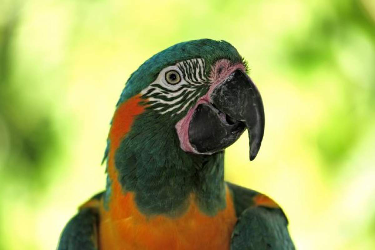 BANCUL ZILEI: Un om avea un papagal care înjura. Într-o zi exasperat, îl închide în cameră...