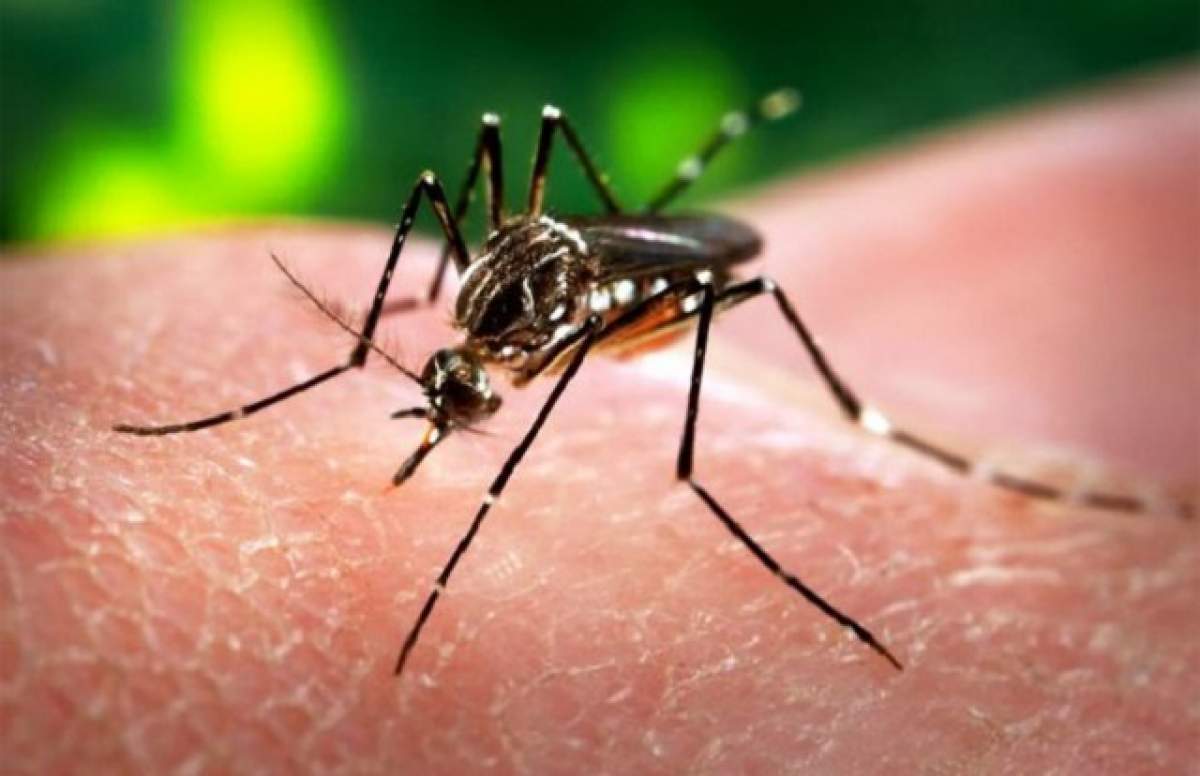 Alertă medicală în România! Doi români suspecți de Zika, la Brașov