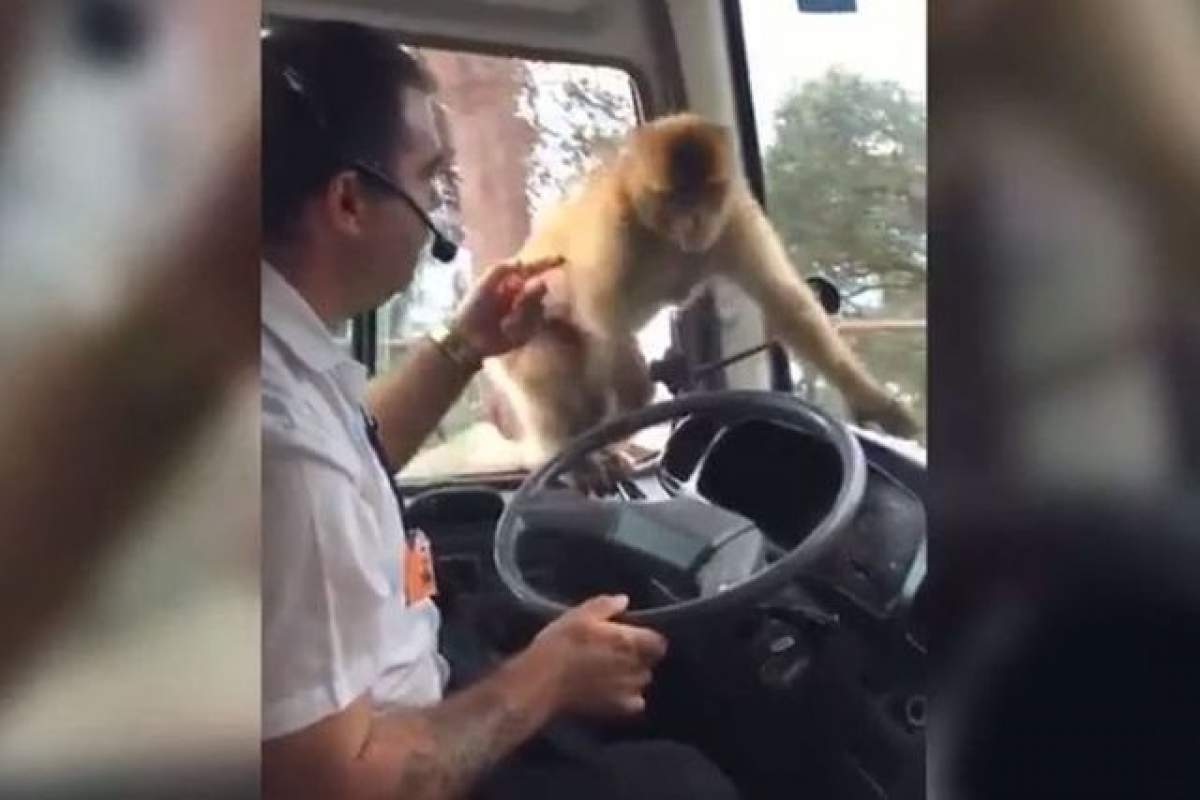 VIDEO / Hoţomană mică! O maimuţică a devenit vedetă pe internet. A intrat pe geamul autobuzului, a "condus" puţin, apoi... Imaginile vorbesc de la sine