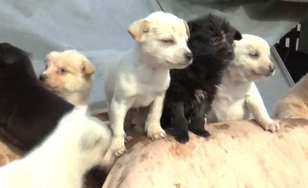 VIDEO / A salvat de la moarte 200 de câini pe care îi creşte cum poate! Povestea unei femei care a impresionant întreaga lume