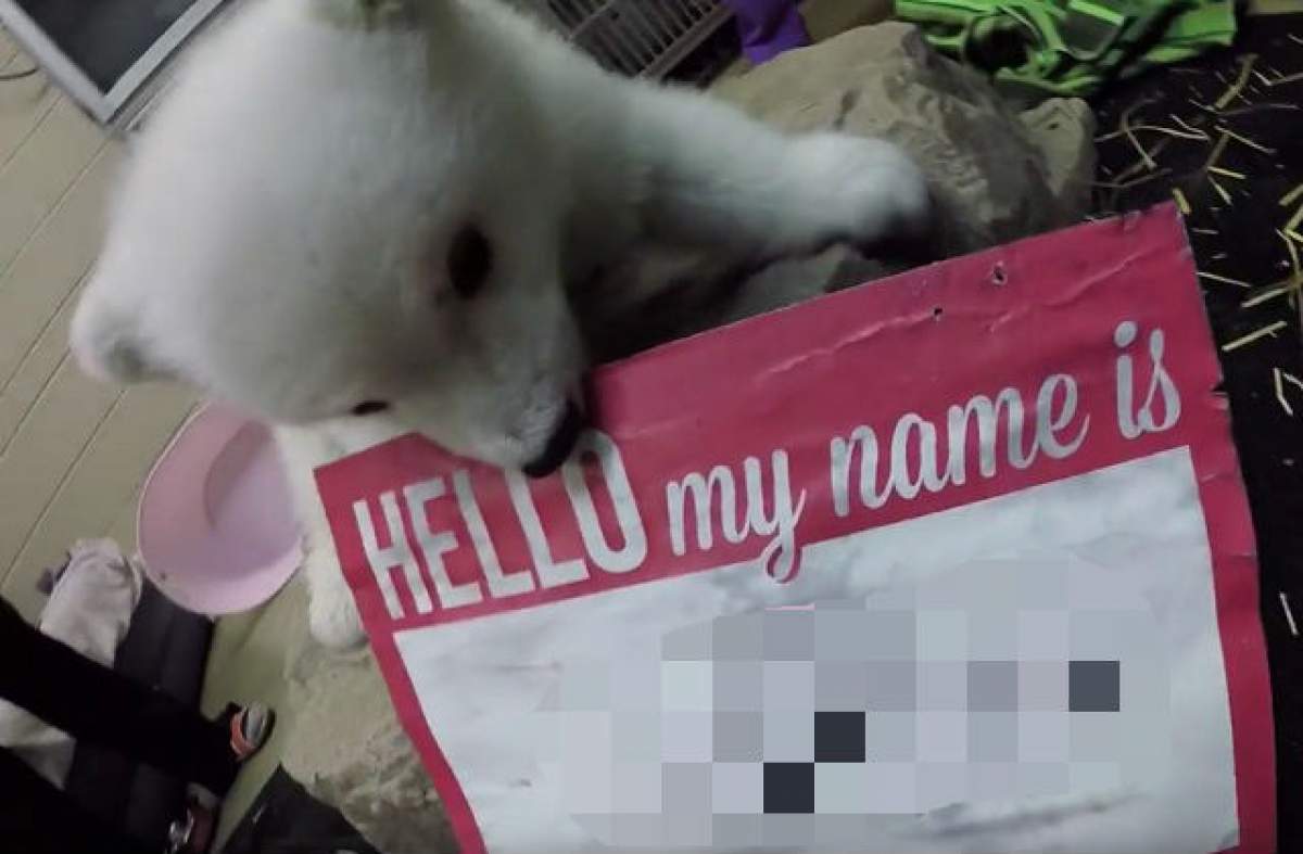 VIDEO / Ţi-l aminteşti? Acum câteva săptămâni nu avea nume, dar tocmai a primit unul! Uite cum se numeşte ursuleţul polar îndrăgit de tot Internetul!