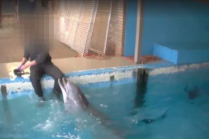 VIDEO / Îngrijitor la delfinariu, surprins făcând amor cu un delfin! Imaginile au devenit virale