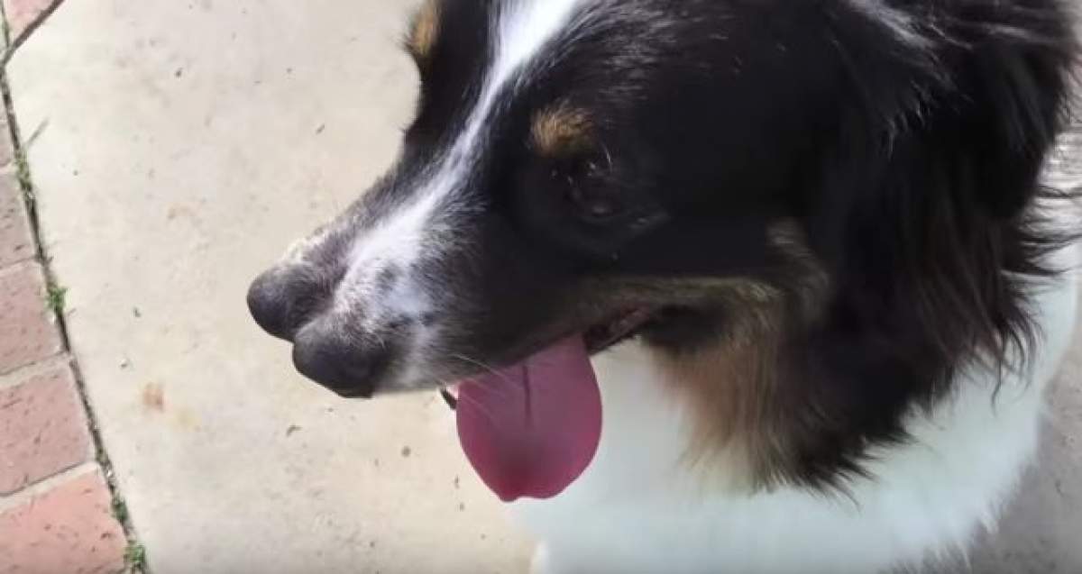 VIDEO / Povestea impresionantă a lui Toby, căţelul care s-a născut cu două nasuri