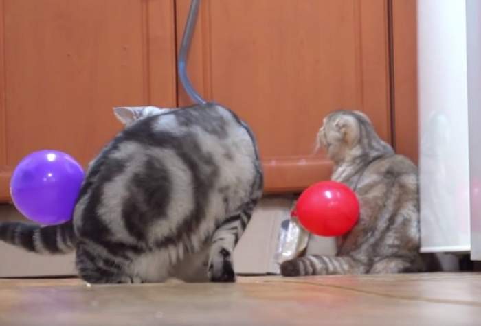 VIDEO / Le-au lipit baloane pe spate pisicilor şi le-au filmat! Ce a ieşit a ajuns pe tot Internetul