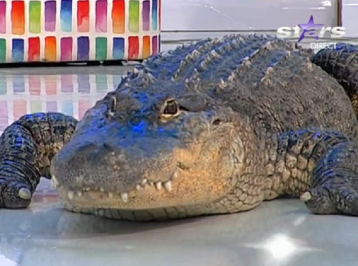 VIDEO / Apariţie înspăimântătoare în platoul emisiunii "Star Matinal"! Ce reacţie au avut prezentatorii?