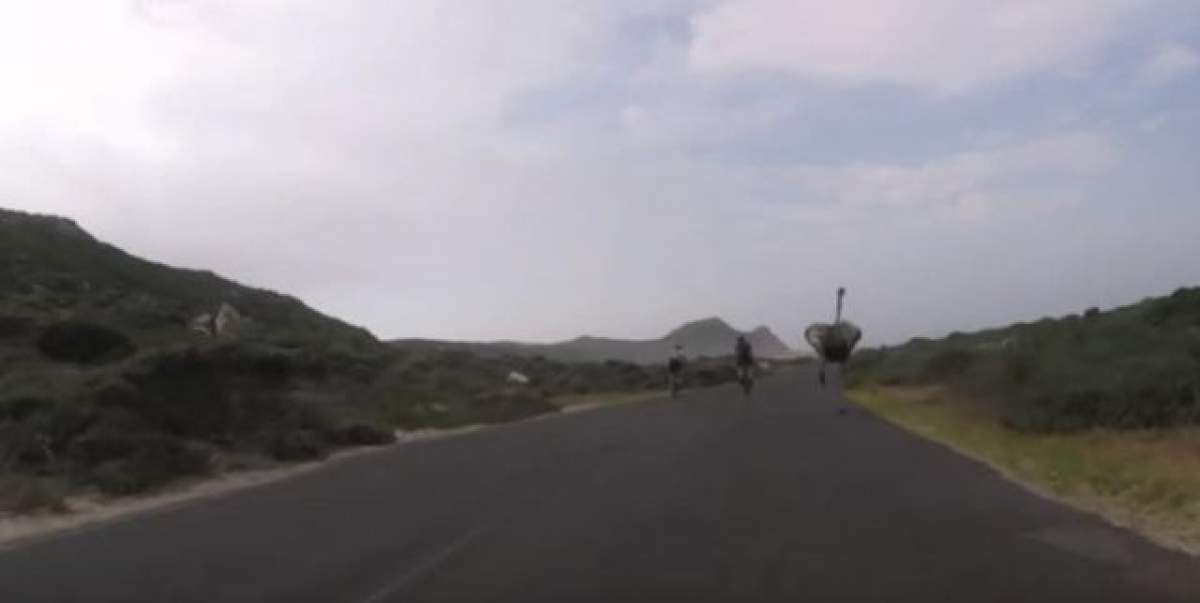 VIDEO / Doi ciclişti s-au luat la întrecere cu un struţ pe o şosea. Cine credeţi că a câştigat? Peste un milion de oameni au privit imaginile