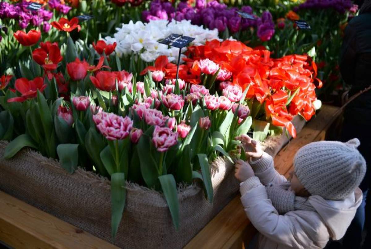 Cum va fi ziua de Florii! Potrivit tradiției populare, așa va fi și de Paște