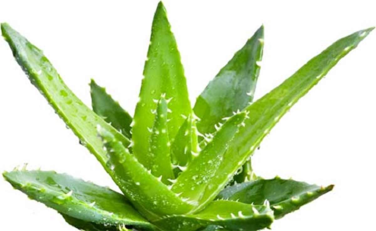 Habar n-aveai ce efecte are aloe vera asupra tenului tău! Încearcă acest truc, iar după 15 minute vei fi surprinsă de efectele miraculoase