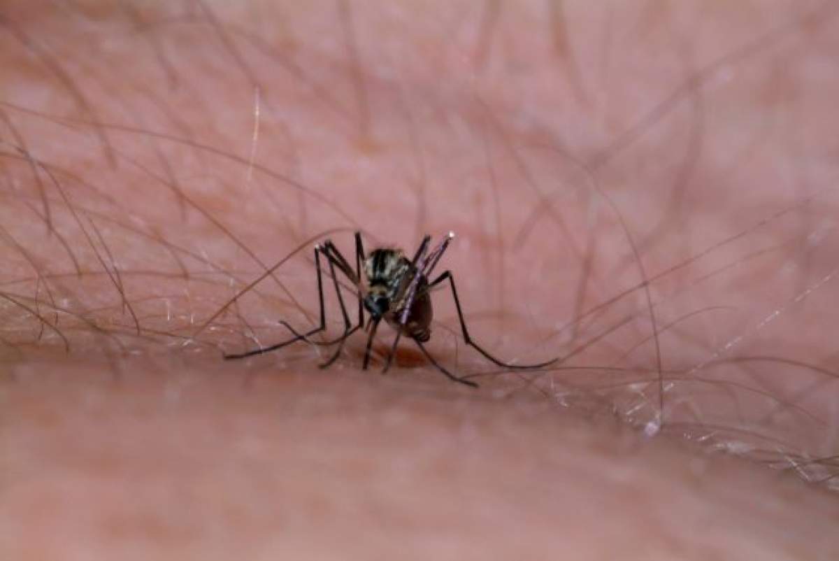 ÎNTREBAREA ZILEI - MIERCURI: De ce țânțarii preferă să muște mai des anumite persoane? BONUS: O rețetă cu care îi ții la kilometri distanță