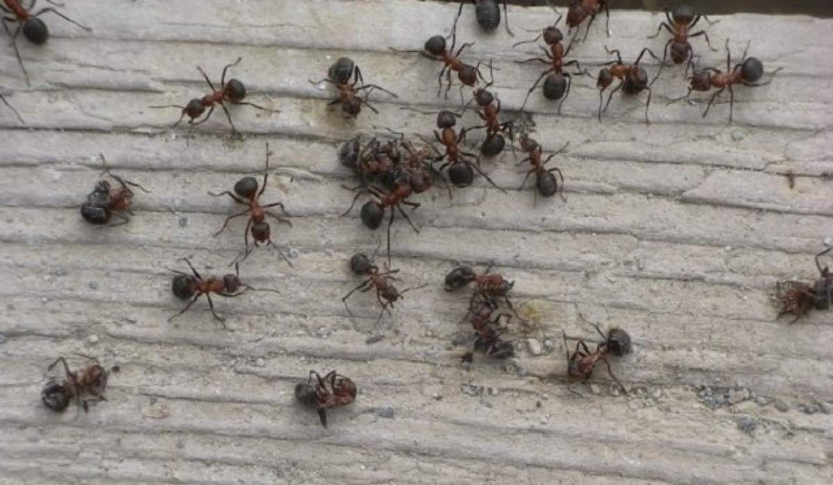 Te-au invadat furnicile? Scapă de ele instant folosind o soluţie naturală! Trebuie să amesteci câteva ingrediente