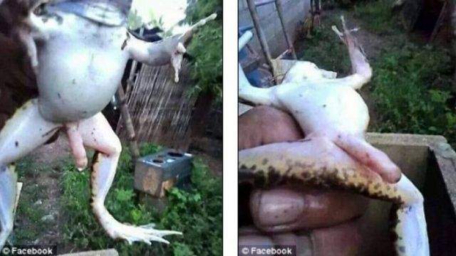 FOTO / A găsit în curtea casei o broască, dar când s-a uitat mai bine a avut un şoc! Ce a descoperit între picioarele reptilei a uimit întreaga lume