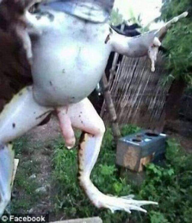 FOTO / A găsit în curtea casei o broască, dar când s-a uitat mai bine a avut un şoc! Ce a descoperit între picioarele reptilei a uimit întreaga lume