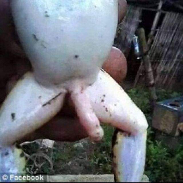 FOTO / A găsit în curtea casei o broască, dar când s-a uitat mai bine a avut un şoc! Ce a descoperit între picioarele reptilei a uimit întreaga lume