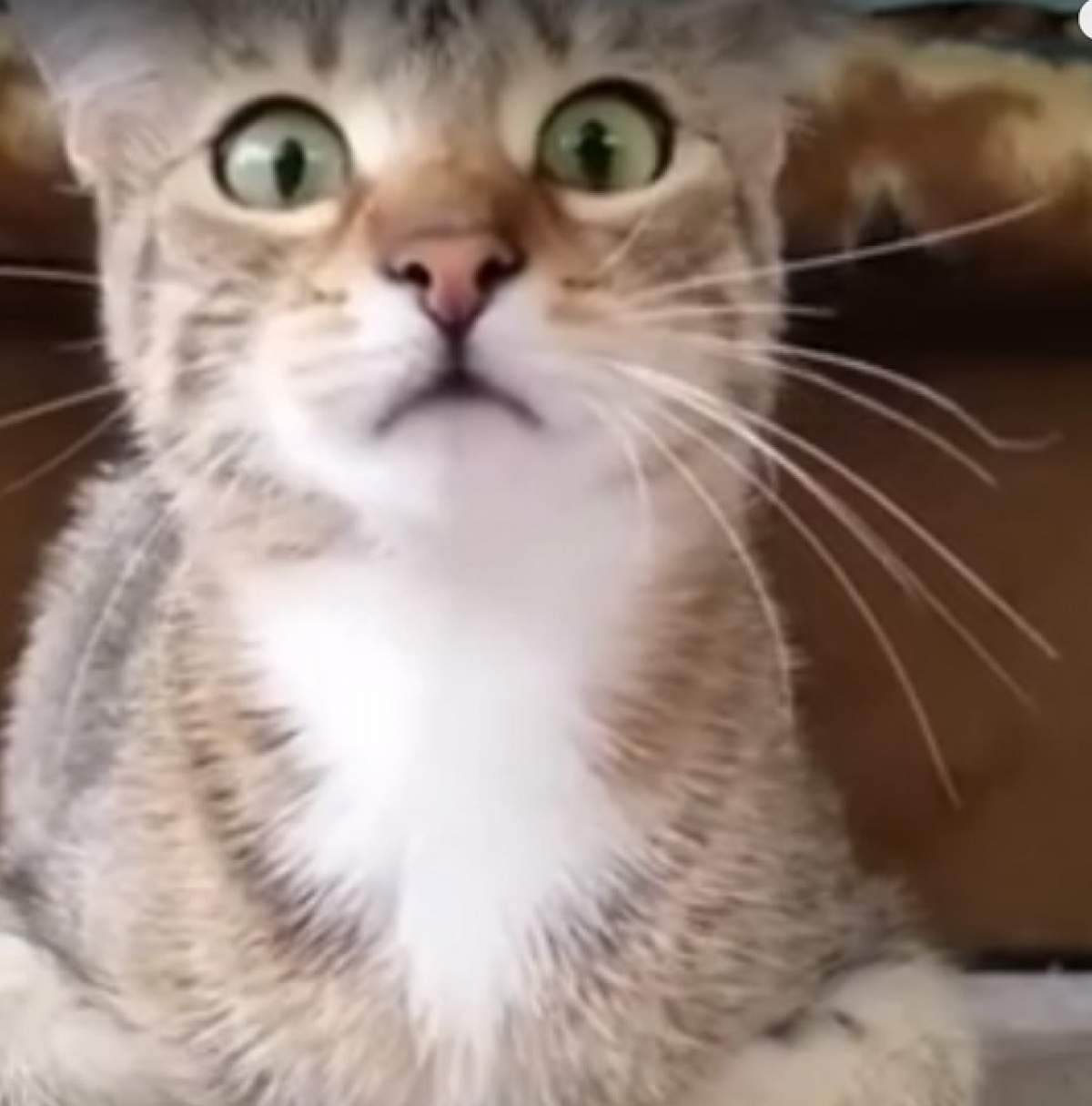 VIDEO / Reacţia incredibilă a unei pisici care se uită la filme de groază! Imaginile sunt fabuloase