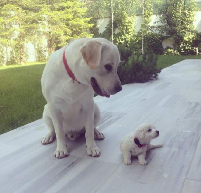 FOTO / Andreea Bălan, în culmea fericirii! I s-a mărit familia peste noapte