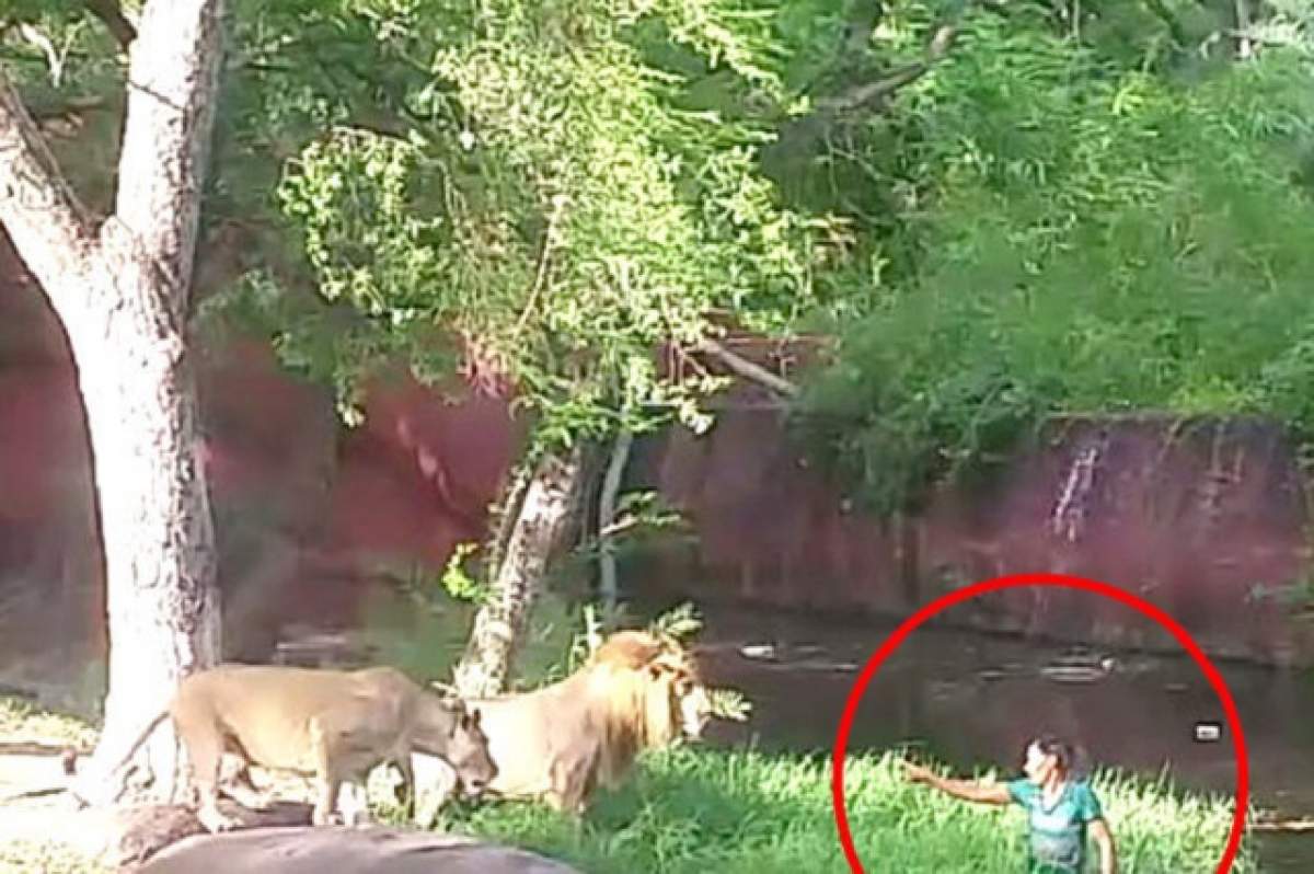 VIDEO / Un bărbat a sărit în cuşca leilor ca să dea mâna cu ei! Ce a urmat a devenit VIRAL, lăsând internauţii fără cuvinte