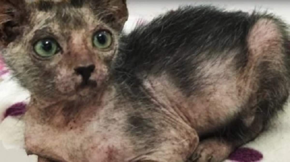 VIDEO / Pisică mutant, cu păr de lup pe spate, descoperită în Africa de Sud! Oamenii au fost impresionaţi total