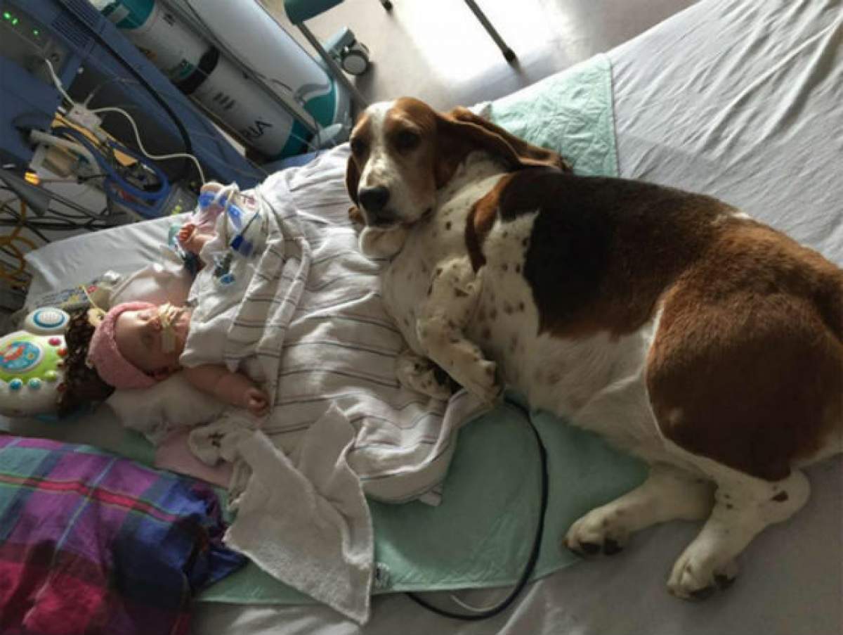 FOTO / Fetiţa era în agonie şi a fost deconectată de la aparatele care o ţineau în viaţă! Ce a făcut câinele a impresionat o lume întreagă