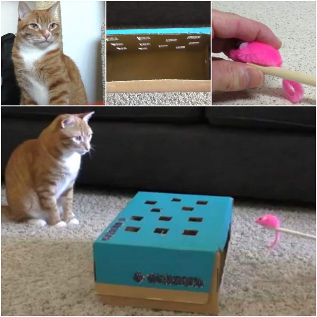 VIDEO / Cum să-ţi faci pisica fericită cu un băţ, o cutie şi un şoricel!