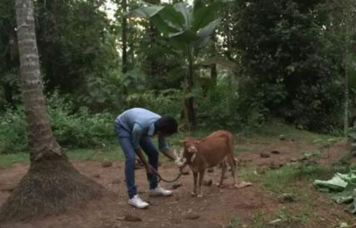 VIDEO / Aşa arată cea mai mică vacă din lume! Ai zice că e de jucărie
