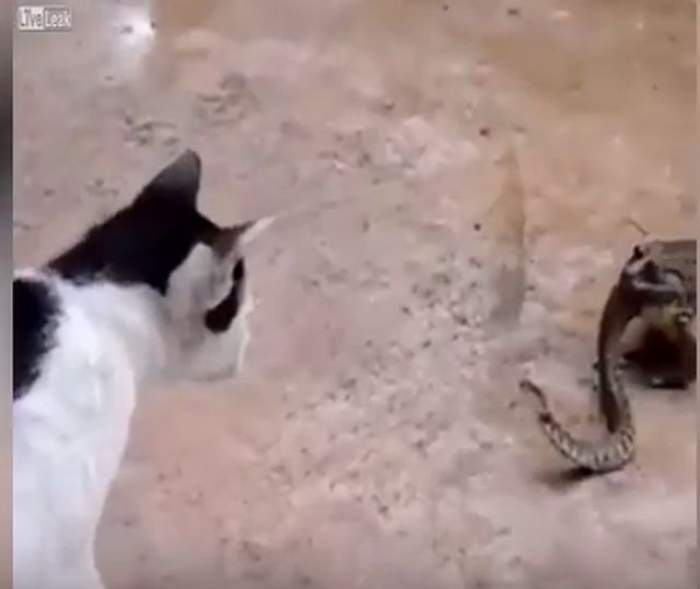 VIDEO / Doi se bat, al treilea câştigă! O pisică dă o luptă pe viaţă şi pe moarte cu un şarpe. Sfârşitul este TOTAL neaşteptat